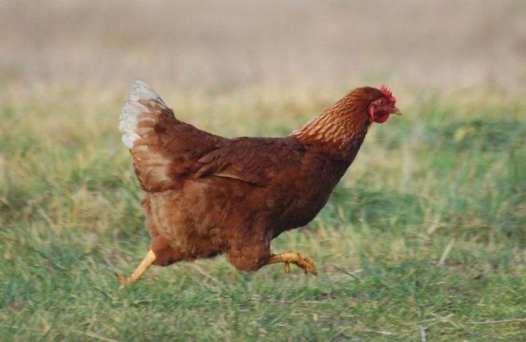Chicken running around