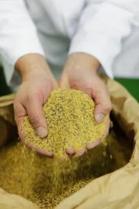 Woman holds a handful of mustard seeds