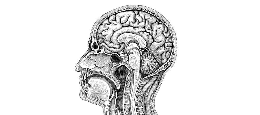 Cross section of human brain