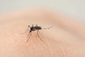 Mosquito biting human skin