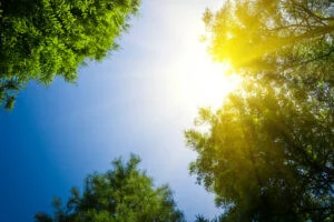 Sun shining of a hot day