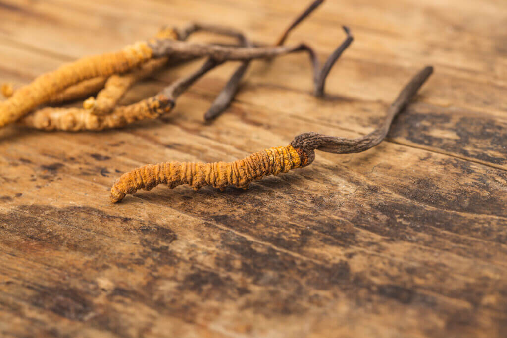 Cordyceps health benefits