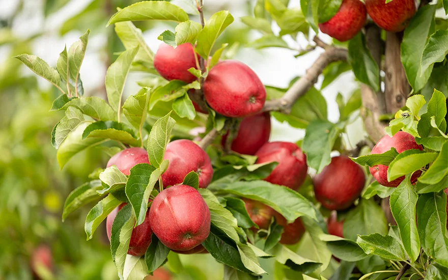 British Apples