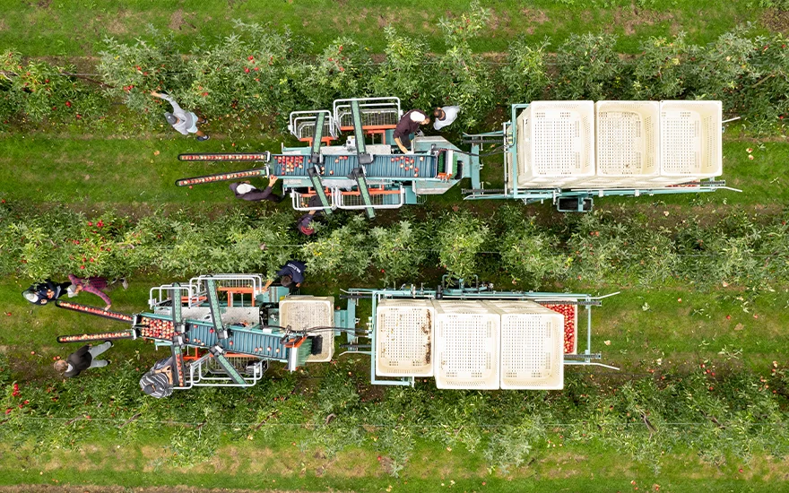 British Apples