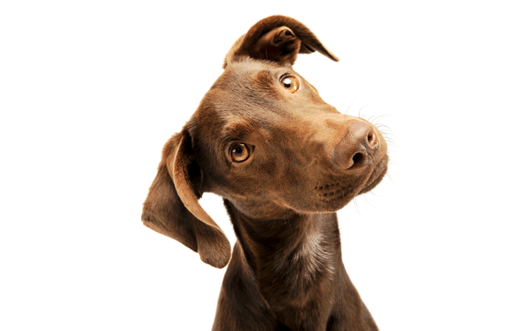 World Pet Month | Six Ways Dogs Improve Our Wellbeing