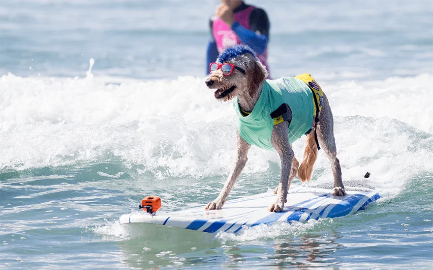 Dog on a surfboard