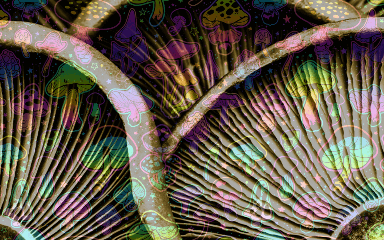 Shroom boom psychedelic mushrooms